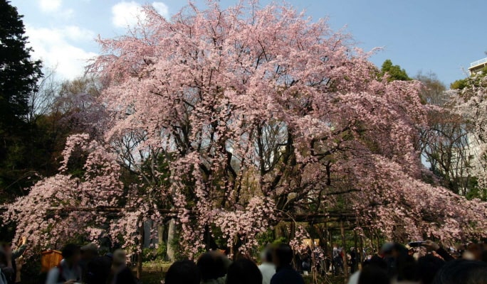 Spring Special: Showa Kinen Park + Rikugien Gardens + Asukayama Park 1 Day Tour from Tokyo (Mar 21~Apr 9)
